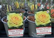 ROSA GOLDEN WEDDING image