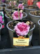 ROSA HAPPY RETIREMENT image