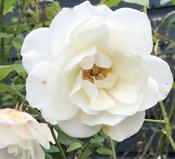 ROSA ICEBERG CLIMBING