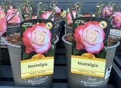 ROSA NOSTALGIA
