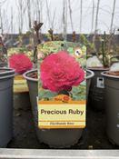 ROSA PRECIOUS RUBY image