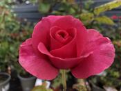 Rosa 'Romance'