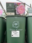 Rosa Wisley 2008®