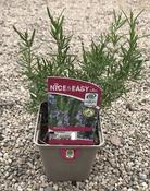 Rosemary image