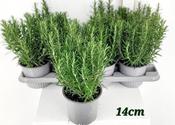 Rosmarinus officinalis² P14