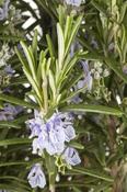 ROSMARINUS officinalis Prostrata (Rosemary) image