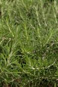 ROSMARINUS officinalis (Rosemary)