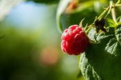 Rubus id. 'Autumn First' -S- CAC
