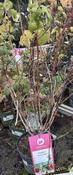 Rubus idaeus 'Autumn Belle'® CAC