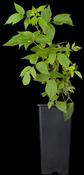 Rubus idaeus 'Heritage' CAC