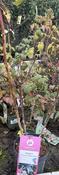 Rubus idaeus 'Primeberry Autumn Fleshy'® CAC image