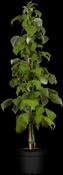 Rubus idaeus 'Schönemann' CAC I