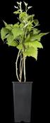 Rubus idaeus 'Twotimer®Sugana rot(S) CAC