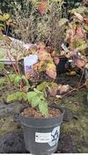 Rubus x 'Buckingham Tayberry' ® CAC image