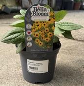 RUDBECKIA f. Goldsturm image