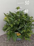 Rudbeckia ful. 'Little Goldstar' 2 Ltr pot image