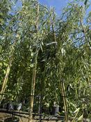 SALIX ALBA TRISTIS image