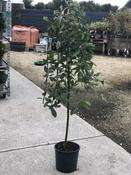 SALIX CAPREA PENDULA TG image