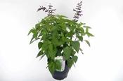 Salvia 'Amistad' 5 Ltr pot image