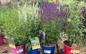 SALVIA IN VARIETIES image