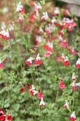 SALVIA micr. Hot Lips image