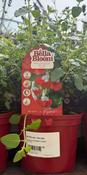 SALVIA micr. Hot Lips image