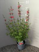 Salvia microphylla 'Hot Lips' 2 Ltr pot image