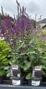 SALVIA nem. Caradonna image