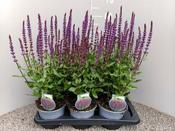 Salvia nem. 'Caradonna' 2 Ltr pot image