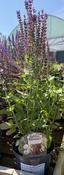SALVIA nem. 'Sensation Compact Violet' image