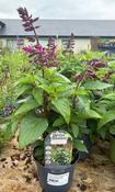 SALVIA 'Salgoon Strawberry Lake' image