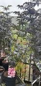 SAMBUCUS NIGRA BLACK TOWER image