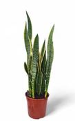 Sansevieria trif. 'Laurentii' P27 image