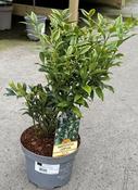 SARCOCOCCA CONFUSA image