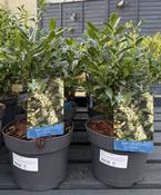 Sarcococca confusa 3 Ltr pot