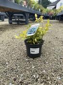 SARCOCOCCA confusa image