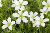 Saxifraga ar. 'Carpet White'