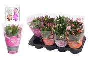 Schlumbergera mix P13 image