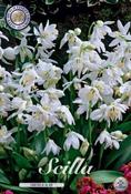 Scilla sibirica 'Alba' 15-pack image