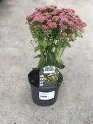 SEDUM Herbstfreude image