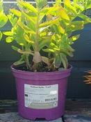 Sedum hybr. 'Carl'