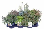 Sedum mix 2 Ltr pot