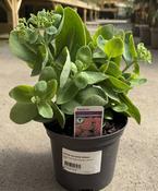 SEDUM spectabile Brilliant image