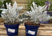 Senecio 'Winter Whisper' P12, blue pot image