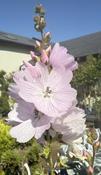 Sidalcea 'Little Princess'