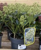 SKIMMIA J. SNOW WHITE image