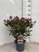 Skimmia jap. 'Rubella' C2 image