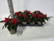 Skimmia reevesiana C1.5