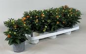 Solanum pseudocapsicum