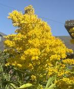 Solidago can. 'Goldkind' image